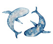 © EvgeniiasArt - Blue whales watercolor illustration. Hand drawn painting  on white background.
