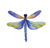 Fototapeta Motyle - Dragonfly watercolor draw. Illustration of blue color dragonfly with yellow color on wings isolated on white background. Design for season decor, covers and packaging.  