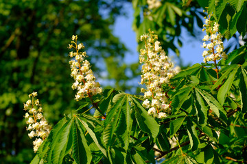Wall Mural - beautiful white blossoms of a chestnut tree close-up.