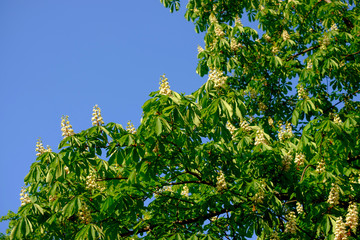 Wall Mural - beautiful white blossoms of a chestnut tree close-up.