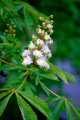 Wall Mural - beautiful white blossoms of a chestnut tree close-up.