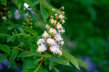 Wall Mural - beautiful white blossoms of a chestnut tree close-up.