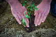 Man hands planting a tree