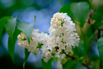 Wall Mural - close-up of a beautiful blooming white lilac.