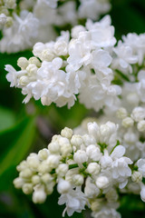 Wall Mural - close-up of a beautiful blooming white lilac.