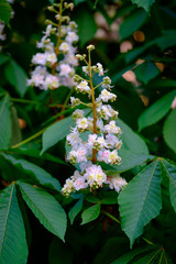 Wall Mural - beautiful white blossoms of a chestnut tree close-up.