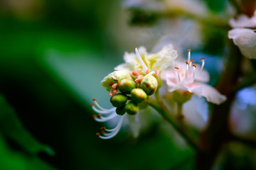 Wall Mural - beautiful white blossoms of a chestnut tree close-up.