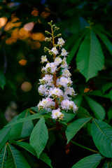 Wall Mural - beautiful white blossoms of a chestnut tree close-up.