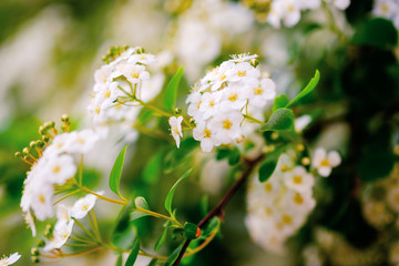 Wall Mural - beautiful white blossoms of alyssum in spring also known as sweet alison blooming.