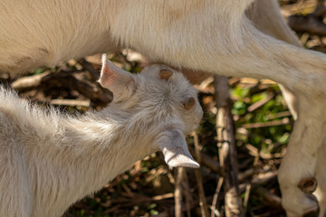 Small goat feeding on the field, close up