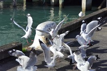 Screech And Fight For Food Of A Group Of Seagulls On The Quay