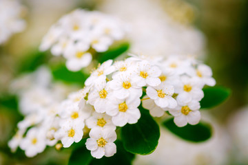 Wall Mural - beautiful white blossoms of alyssum in spring also known as sweet alison blooming.