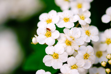 Wall Mural - beautiful white blossoms of alyssum in spring also known as sweet alison blooming.