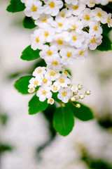 Wall Mural - beautiful white blossoms of alyssum in spring also known as sweet alison blooming.