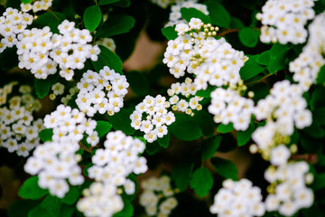 Wall Mural - beautiful white blossoms of alyssum in spring also known as sweet alison blooming.