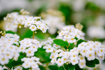 Wall Mural - beautiful white blossoms of alyssum in spring also known as sweet alison blooming.