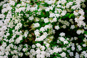 Wall Mural - beautiful white blossoms of alyssum in spring also known as sweet alison blooming.