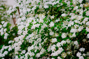 Wall Mural - beautiful white blossoms of alyssum in spring also known as sweet alison blooming.