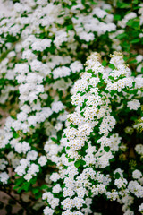 Wall Mural - beautiful white blossoms of alyssum in spring also known as sweet alison blooming.