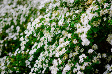 Wall Mural - beautiful white blossoms of alyssum in spring also known as sweet alison blooming.