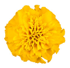Wall Mural - tagetes flower isolated