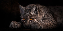 Lying And Looking With Luminous Eyes,  Lynx On A Black Background, The Head Lies On Its Legs.