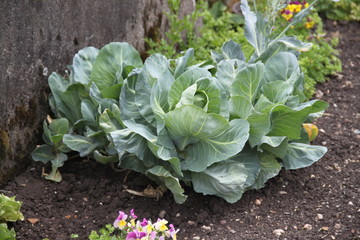 Green headed cabbage vitamins farmland