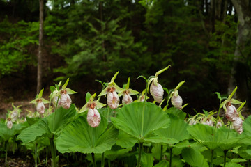 Sticker - 満開のクマガイソウ　Cypripedium japonicum Thunb