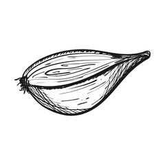 Poster - Half an onion in Doodle style. The vegetable is hand drawn and isolated on a white background. Black and white vector illustration.