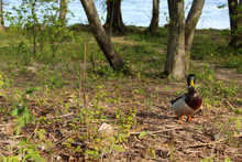 Mallard Duck Discovers A Soil Near To The Pond. Water Bird Went On The Ground.