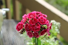Close-up Of Pink Dianthus Flowers Blooming In Yard