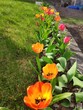 rząd kwitnących, różnokolorowych tulipanów