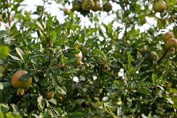 pomegranates on a tree with green leaves