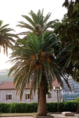 beautiful green palm tree in the setting sun