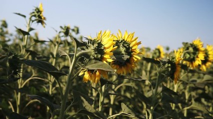 Wall Mural - Sunflower field. Vibrant sunflower field close-up with many yellow flowers, panorama at summer.