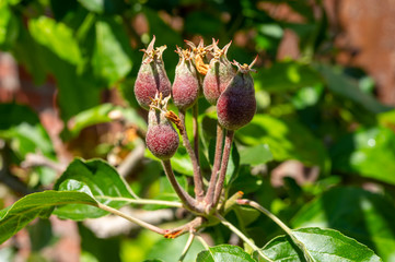 Apple fruit development stage, mini apple growing on tree in spring