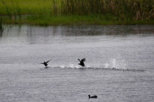 Water Bird Chasing Another Bird In The Water
