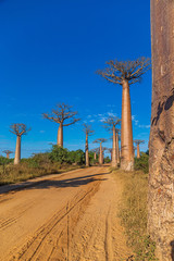 Wall Mural - Beautiful Baobab trees at sunset at the avenue of the baobabs in Madagascar