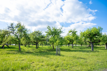 orchard meadow with sunny blue sky