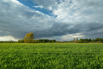 Dark rainy clouds over green grain fields