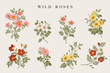 Wild roses. Yellow, red, pink, white roses. Botanical floral vector illustration.