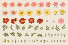 Wild Roses. Independent Floral Elements. Flowers, Leaves, Buds. Botanical Vector Illustration.