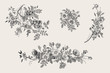 Wild roses. Botanical floral vector illustration. Set. Black and white