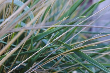 lush grass by the sea