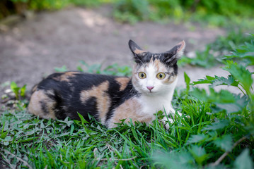 Poster - Tricolor cat lying in the grass