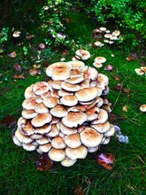 High Angle View Of Mushrooms Growing On Tree Stump
