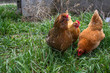 Chickens on Homestead - Farming - Chickens Top Down View