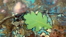 High Angle View Of Leaf Floating On Water