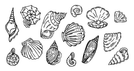 Wall Mural - Shell, outline set,  Collection of seashell outline black line illustration, isolated on white background, decorative set, 