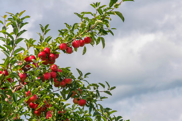 Poster - Loaded with apples 9504 MO